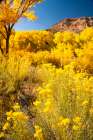 USA, New Mexico, Jemez National Recreation Area. Cliff and cottonwood trees in autumn. Art Print